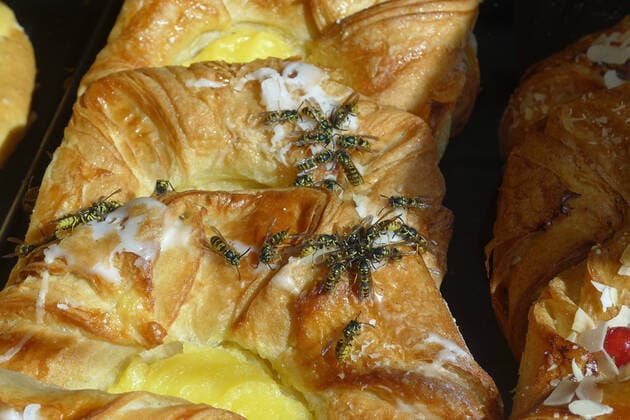 Wasps on Danish pastry in a bakery display in Kassel Wilhelmshöhe