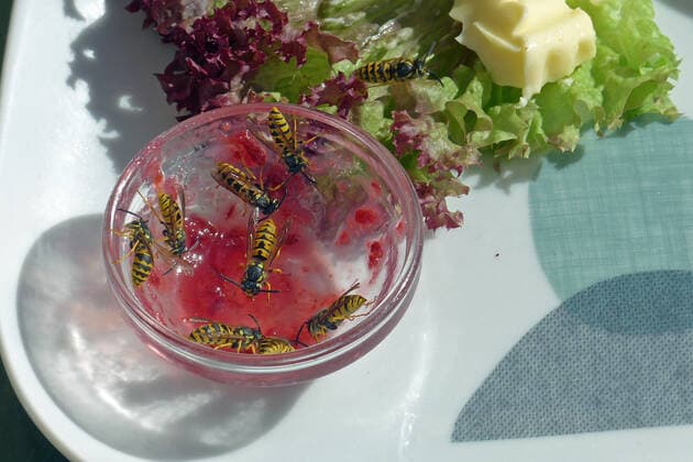 Wasps at breakfast in a street cafe in Weimar Thuringia