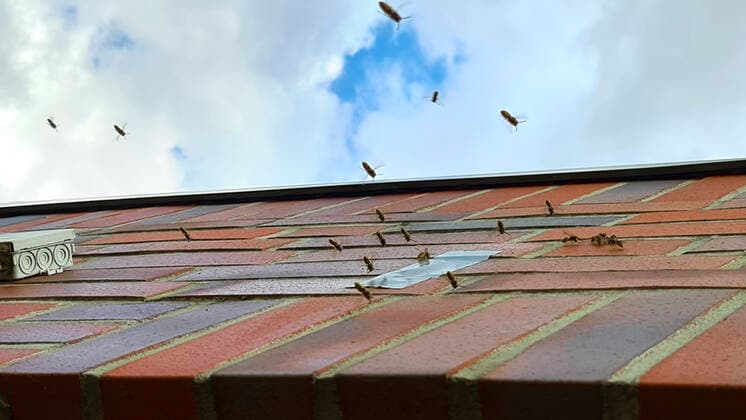 Swarm of wasps at a wall with adhesive tape, Germany wasp swarm at a wall with adhesive tape, Germany BLWS630393 Copyright: xblickwinkel fotototox