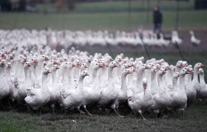 Neustetten Kreis Tuebingen 04 11 2020 About 1700 geese on the pasture of the poultry farm Maier in Neustetten Remmingsheim, in the time of the Corona Lockdown and closed gastronomy farmers have difficulties to sell the slaughter-ready geese ulmer