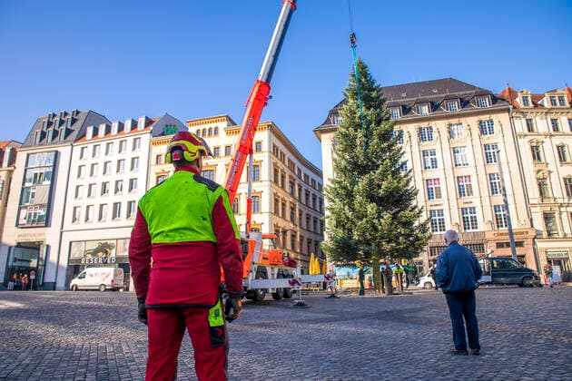 Despite the cancellation of the Leipzig Christmas market in 2020, a Douglas fir from the Vogtland region was placed on the Leipzig market on the morning of 5 November 2020 With the help of the fire brigade and its crane, a specialist company was able to successfully place the tree