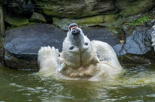 Polar bear Hertha in the polar bear enclosure, zoo, Friedrichsfelde, Lichtenberg, Berlin, Germany