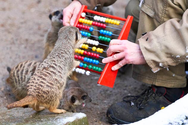Meerkats taking inventory at the beginning of 2021 at Hannover Adventure Zoo Hannover, 14 01 2021 Foto:xU.xStammx xFuturexImage