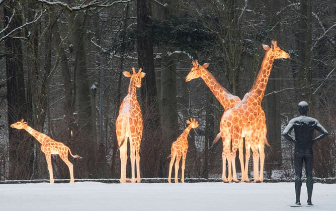 Five life-size giraffes stand at the Dahlia Quarter in Rostock Zoo The giraffes glow daily and can be easily seen from Rennbahnallee in the dark Five Rostock companies have taken Copyright: FrankxHormannx xnordlicht