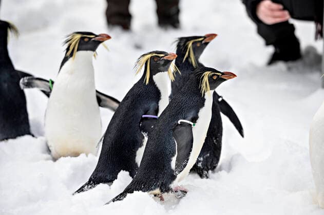 Some of the penguins in Odense Zoo got a break in the real snow on Thursday 4 February 2021 Normally the Antarctic birds are not released into the Danish nature, but in these days where there is both frost and snow, it can be done, Odense Denmark  Copyright: xMichaelxBagerxbager@fyens.dkxwww.fyens.dkxxwww.michaelbager.dk MichaelxBagerx COP117 spdk20210204-144138-L