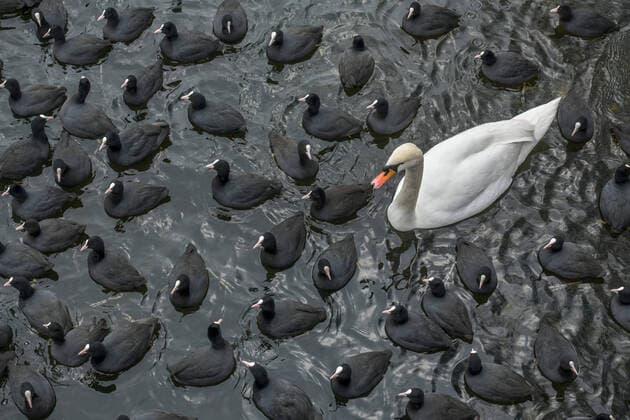 Winter, waterfowl at a waterhole in the ice on the Havel, Eiswerder Island, Haselhorst, Spandau, Berlin, Germany
