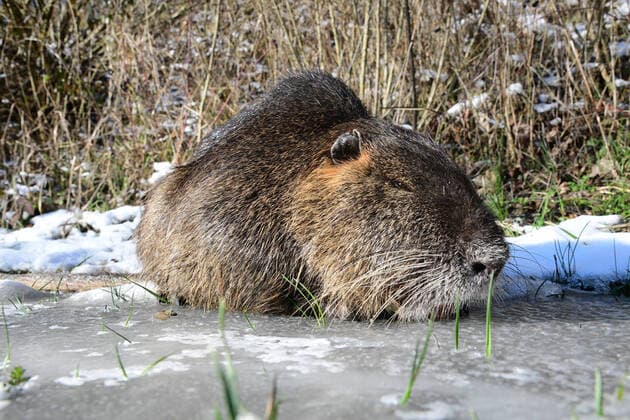 A walker discovers an injured nutria beaver rat on the Saar River at Saarbrückens Osthafen on Friday 12 2 2021 The professional fire department brought the animal to animal rescue bub