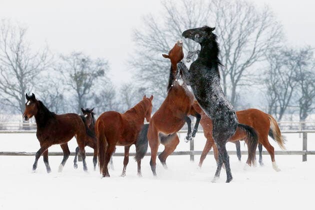 12 02 2021, Graditz, Saxony, GER Stallions fencing in winter on a paddock the ranking order Gestuet Graditz horses, snow, species-appropriate, cold, winter, season, paddock, icy, frost, horse husbandry, rise, build up, behavior, horse behavior, ranking order, fight, stallion game, ranking fight, bite, snatch, snowy, wintry 210212D504GRADITZ JPG