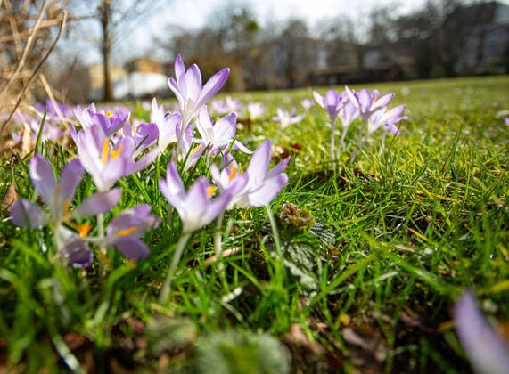 Springlike weather in February, In springlike weather at the end of February, the first corkuses sprout in the parks of Berlin Pictures from Alter Park in Templhof Berlin Tempelhof Schoeneberg Berlin Germany