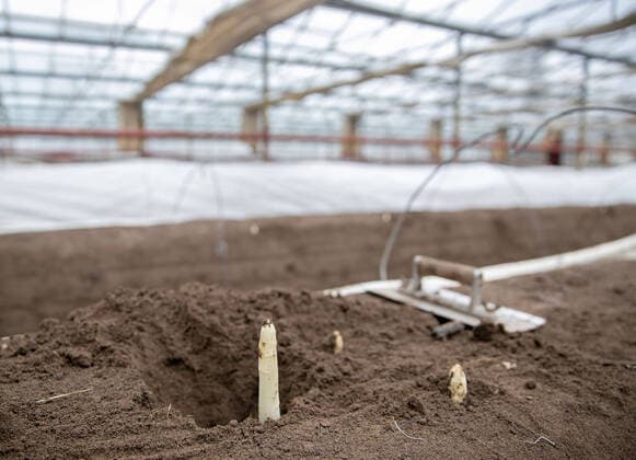 First asparagus List harvests first asparagus in greenhouse 05 03 2021 Bürstadt First asparagus List harvests first asparagus in greenhouse TG2021-0134