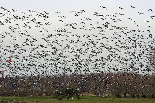 A large flock of barnacle geese also white-cheeked geese flies over the Wedeler Marsch in Schleswig Holstein