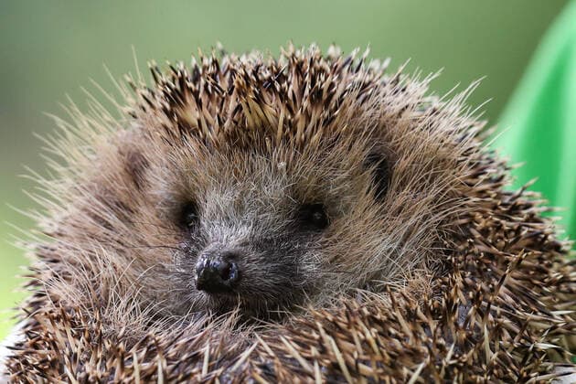 Lower Saxony, Hanover, aktion tier Hedgehog Centre Lower Saxony poaches hedgehogs at the city cemetery in Stöcken, vet Karolin Schütte from the Hedgehog Centre with one of the hedgehogs,