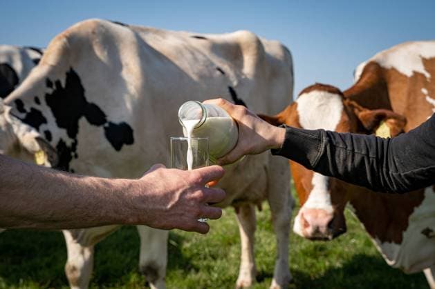 Dairy farming demonstrative pouring of milk into a drinking glass in a cow pasture between cows, agricultural symbol photo Dairy farming cows in the pasture With milk prices at a low level and constantly increasing requirements, many young farm successors are faced with the difficult question of whether they should still take over t