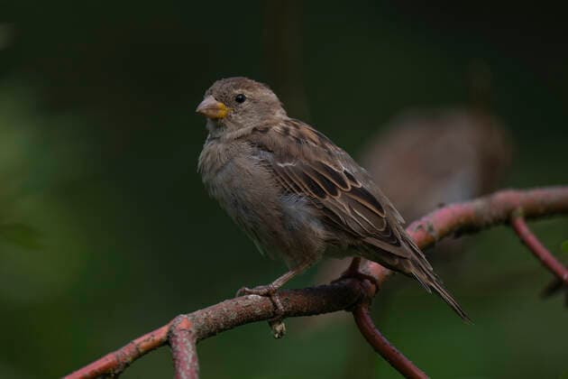 A Tree Sparrow Passer montanus or Field Sparrow on a branch in Berlin Friedrichsfelde Photo Volker Hohlfeld Field Sparrow