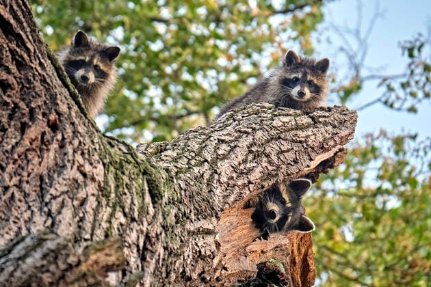 North American raccoon Procyon lotor Young North American raccoon Procyon lotor in the Leipzig floodplain forest 20210814MIC0087