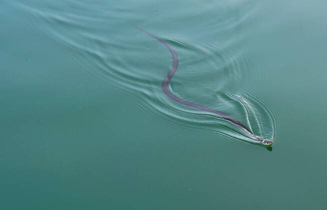 Grass snake GER, 20210822 Symbolic image, Swimming grass snake