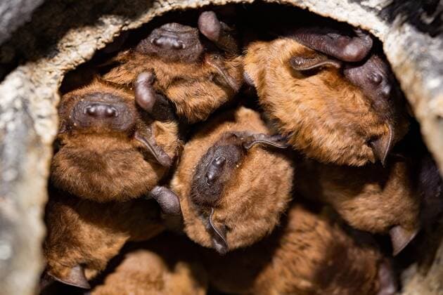 Greater evening swift Nyctalus noctula , nest box Copyright: imageBROKER L.xWerle iblwlu05377752.jpg