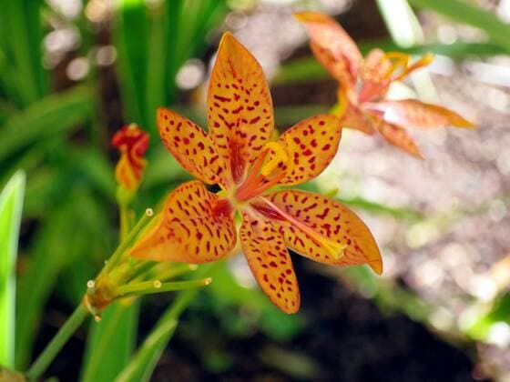 Leopard lily (Iris domestica,Syn. Belamcanda chinensis), 11.10.2020, Copyright: xETfotox Panthermedia21257649