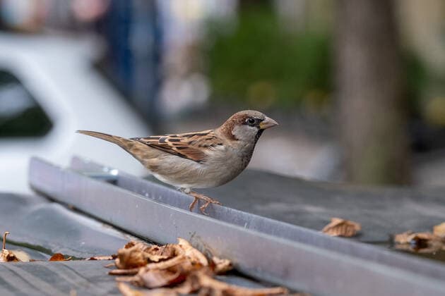 House sparrow also sparrow or house sparrow in Berlin House sparrow also sparrow or house sparrow in Berlin House sparrow sn_ph20210919-2329.jpg