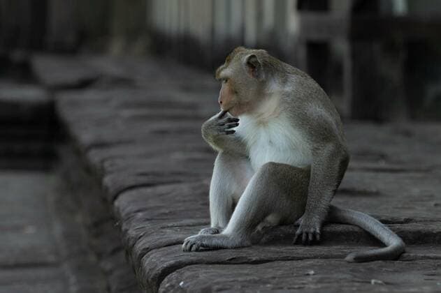 Long-tailed macaque sucking finger on stone wall, 12.10.2020, Copyright: xnickdalex Panthermedia26168817