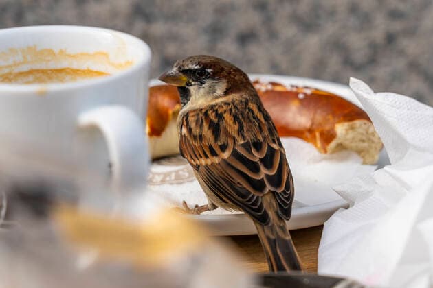 A house sparrow Passer domesticus , also called sparrow or house sparrow, on an abandoned breakfast plate of a restaurant Unter den Linden in Berlin Mitte Photo Volker Hohlfeld Breakfast