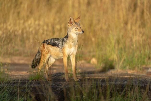 Black-backed jackal stands facing right in sunshine, 14.10.2020, Copyright: xnickdalex Panthermedia28479831