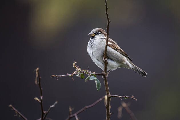 A sparrow on a branch, taken in Berlin, 27 10 2021 Berlin Germany Copyright: xFlorianxGaertner photothek.dex