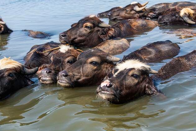 Water buffalo, reed houses of the Marsh Arabs, Mesopotamian marshes, Ahwar in southern Iraq, Unesco site, Iraq, Asia Copyright: imageBROKER/MichaelxRunkel iblrun07166726.jpg