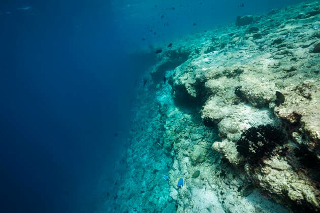 Coral bleaching on reef top, North Male Atoll, Indian Ocean, Maldives Coral bleaching on reef top, North Male Atoll, Indian Ocean, Maldives Coral bleaching, Maldives