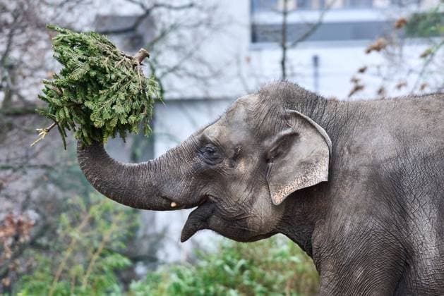 Elephants at the traditional Christmas tree feeding at the Berlin Zoo On the menu are the Christmas trees that have not found their way into Berlin s living rooms snapshot photography F Boillot