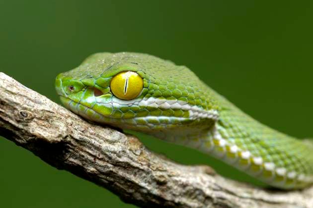 Large eyed bamboo viper, Large eyed pit viper Trimeresurus macrops, Cryptelytrops macrops , Portraet, Thailand, Khao Yai National Park Kramer s Pit Viper, Large eyed pit viper, Dark Green Pit Vipe Trimeresurus macrops, Cryptelytrops macrops , portrait, Thailand, Khao Yai National Park BLWS659884 Copyright: xblickwinkel McPHOTO I.xSchulzx