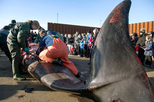 Dead humpback whale in Kolding Fjord dissected at the harbor in Kolding, Friday 28 January 2022 This is a so-called northern doegling, which belongs to the family of humpback whales.  Copyright: SoerenxGylling,xJyskFynskeMedierxsgj@jfmedier.dkxwww.jv.dk,xwww.frdb.dk,xwww.fyens.dk SoerenxGyllingx cop109 spdk20220128-134612-L