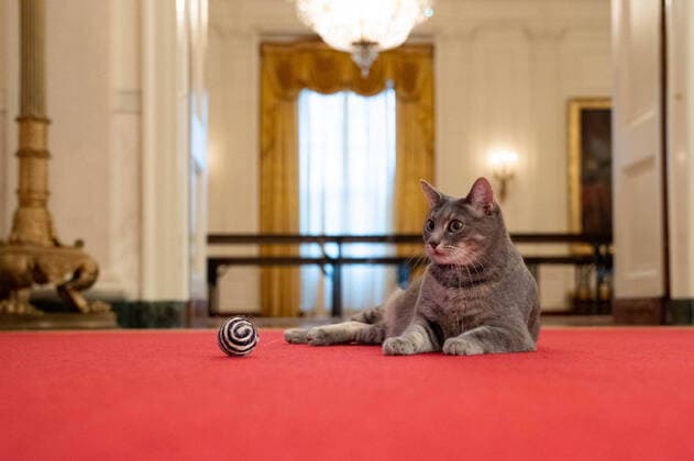 Bilder des Jahres 2022, Entertainment 01 Januar Entertainment Themen der Woche KW04 January 28, 2022, Washington, District of Columbia, USA: Willow, the Biden family s new pet cat, is seen as she wanders through the halls of the . The Biden family has added Willow, a 2-year-old, green-eyed, gray and white feline from Pennsylvania, to their pet family. Washington USA - ZUMA 20220128_new_z03_031 Copyright: xWhitexHousex
