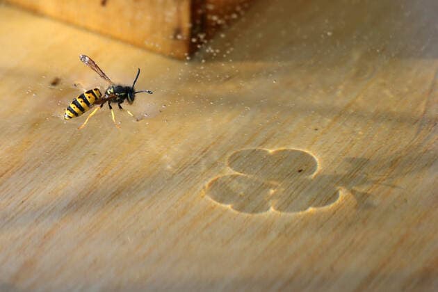 28 10 2021, Neuenhagen, Brandenburg, GER Wasp stands in a bee hive on a sugar solution supervision, outside, exterior shot, Berlin, bee hive, biology, German, Germany, Europe, European, fauna, flying insect, arthropod, Skin fly, autumn, insect, season, nature, no