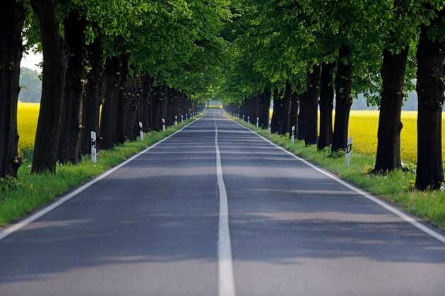 Linden Tilia spec , linden avenue through blooming rapeseed fields, Germany, Brandenburg basswood, linden, lime tree Tilia spec , linden avenue through blooming rapeseed fields, Germany, Brandenburg BLWS665477 Copyright: xblickwinkel McPHOTO I.xSchulzx