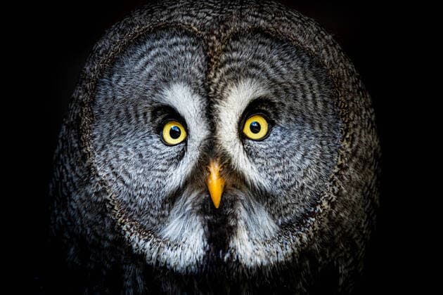 12 04 2022,GER, photo shooting in a falconry shows portraits of birds photo shooting in a falconry shows portraits of birds bearded owl Ruhla falconry Ruhla Schubach Thuringia Germany