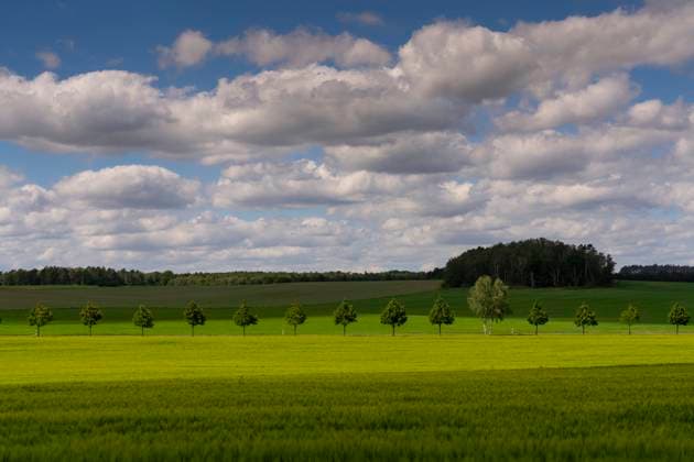 DIe road between Wiesenburg and Bad Belzig with young trees crosses green fields , in the photo near Bad Belzig district Potsdam Mittelmark photo Volker Hohlfeld tree avenue