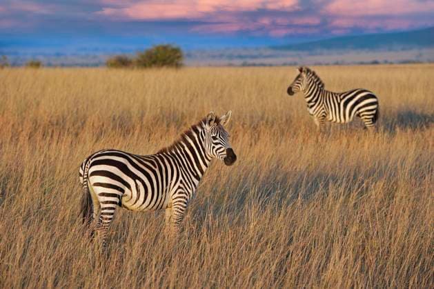 Plains zebra Equus quagga boehmi , at evening light, Masai mara, national park, Kenya, East Africa, Africa Copyright: imageBROKER IngoxSchulz ibxisb08311920.jpg