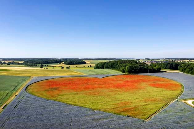 Flowering heart as a sign for children with heart disease Millions of Centaurea cyanus cornflowers and Papaver poppies alone are said to bloom on an area of around ten hectares in Blaufelden in the Hohenlohe plain T