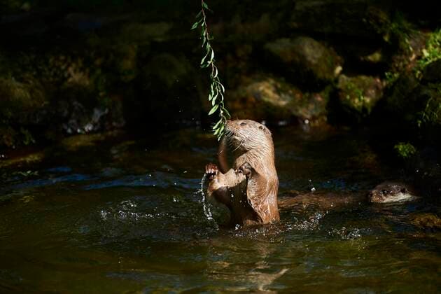 Otters Lutra Lutra , playing at Water, Bavaria, Germany, Europe Copyright: imageBROKER Davidx&xMichaxSheldon ibxshe08487493.jpg