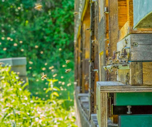 beehive,Honey bee,beehives n9a-ob0