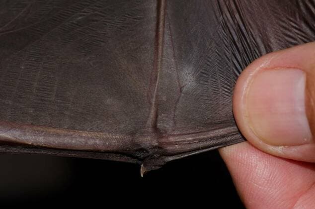 Showing the wing of a greater noctule bat., Showing the wing of a greater noctule bat Nyctalus lasiopterus. San Bartolome de Tirajana. Gran Canaria. Canary Islands. Spain., Showing the wing of a greater noctule bat Nyctalus lasiopterus. San Bartolome de Tirajana. Gran Canaria. Canary Islands. Spain., 21.03.2022, Copyright: xEuphorbia72x Panthermedia31238168.jpg