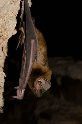 Greater noctule bat., Greater noctule bat Nyctalus lasiopterus. San Bartolome de Tirajana. Gran Canaria. Canary Islands. Spain., Greater noctule bat Nyctalus lasiopterus. San Bartolome de Tirajana. Gran Canaria. Canary Islands. Spain., 21.03.2022, Copyright: xEuphorbia72x Panthermedia31238478.jpg