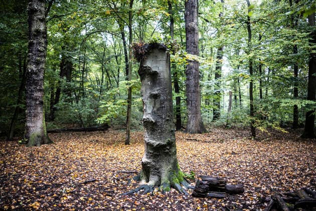 Press tour and book launch Wilderness in Frankfurt, Frankfurt Biegwald, Frankfurt, image x of 28 Frankfurt, 14 10 2022 Press tour and book launch Wilderness in Frankfurt, Frankfurt Biegwald, Frankfurt, in the image dead wood dead tree, wenig