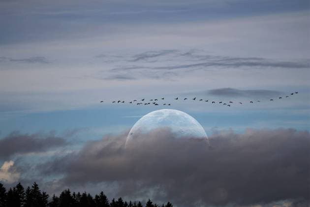 Rückeroth theme photo autumn, moon, migratory birds, 31 10 2022 A flock of cranes moves towards winter quarters, in the background a big full moon, theme photo autumn, moon, migratory birds Copyright: xAugstx xEibner-Pressefotox EP_jat