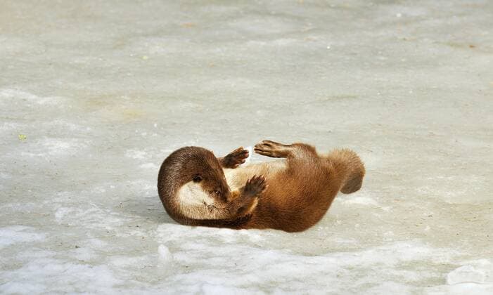 European Otters Lutra Lutra at the Coat care at the Ice one frozen Ponds at Winter, Germany, Europe Copyright: imageBROKER alimdix xArterra ibltsm08845597.jpg