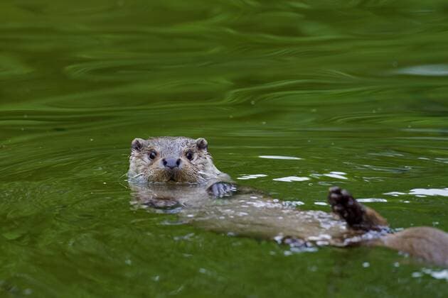 European River Otter Lutra Lutra swims at the Back at River Copyright: imageBROKER alimdix xArterra ibltsm08845627.jpg