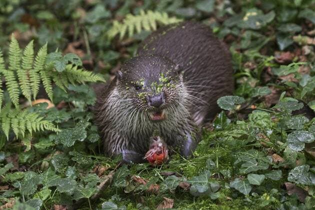 European River Otter Lutra Lutra eats Prisoners Fish at Forest Copyright: imageBROKER alimdix xArterra ibltsm08845653.jpg