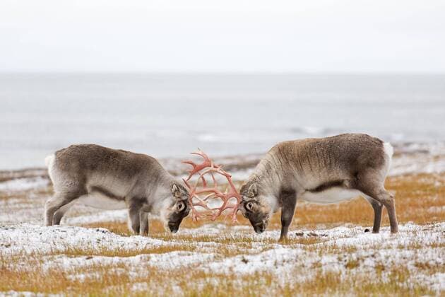 Two male Svalbard Ren Rangifer tarandus platyrhynchus , Cops, the at the Tundra at Autumn with their Antlers battle, Autumn, Svalbard, Norway, Europe Copyright: imageBROKER alimdix xArterra ibltsm08854516.jpg