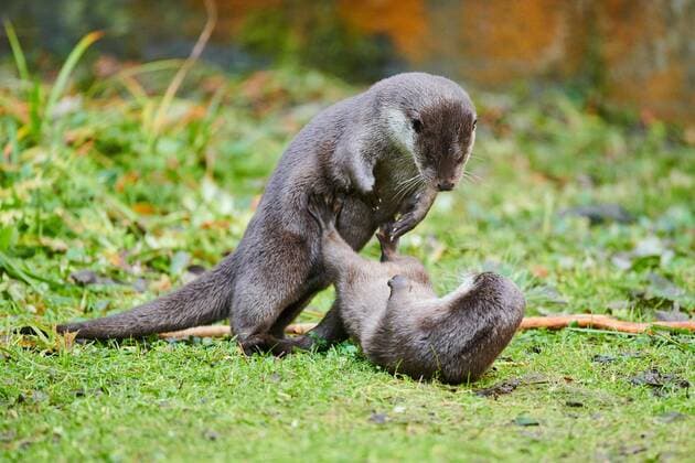 Two Otters Lutra Lutra Play together at a Meadow at Bavarian Forest, Bavaria, Germany, Europe Copyright: imageBROKER Davidx&xMichaxSheldon ibxshe08899243.jpg
